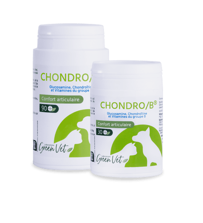 Chondro B Chat &amp; Chien