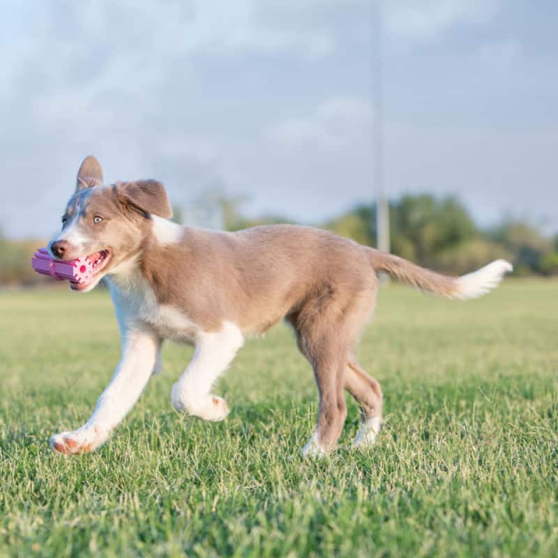 Jouet Kong Puppy Teeth