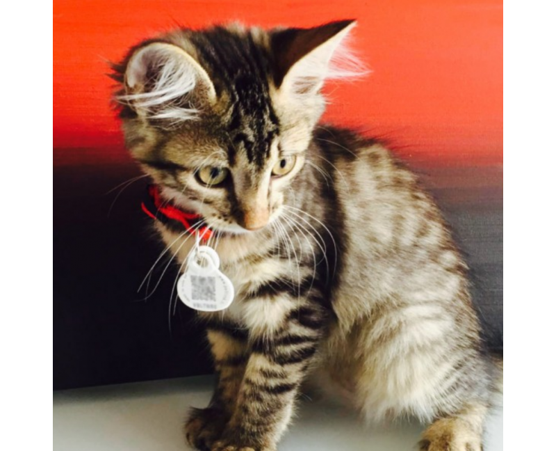 Médaille Petlink