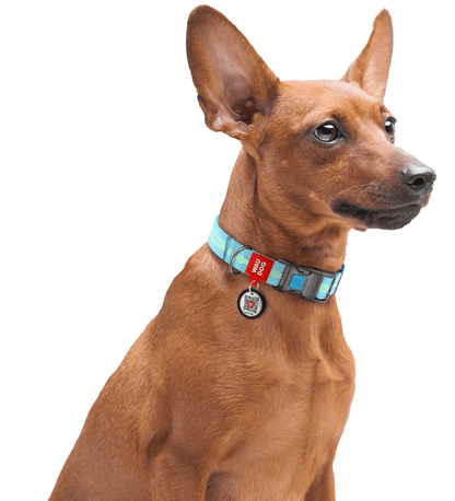 Collier fluorescent
