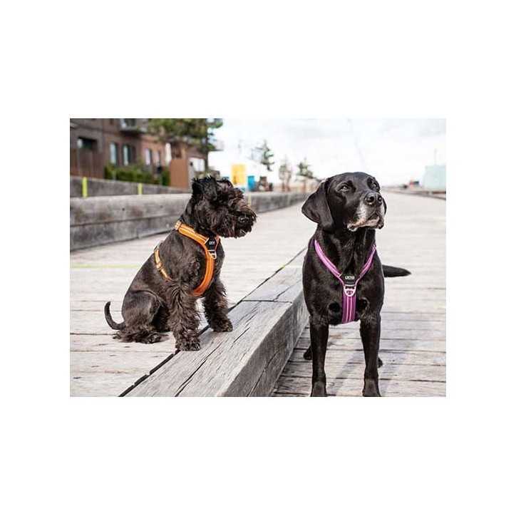 Dog Copenhagen Harnais confort Walk Air