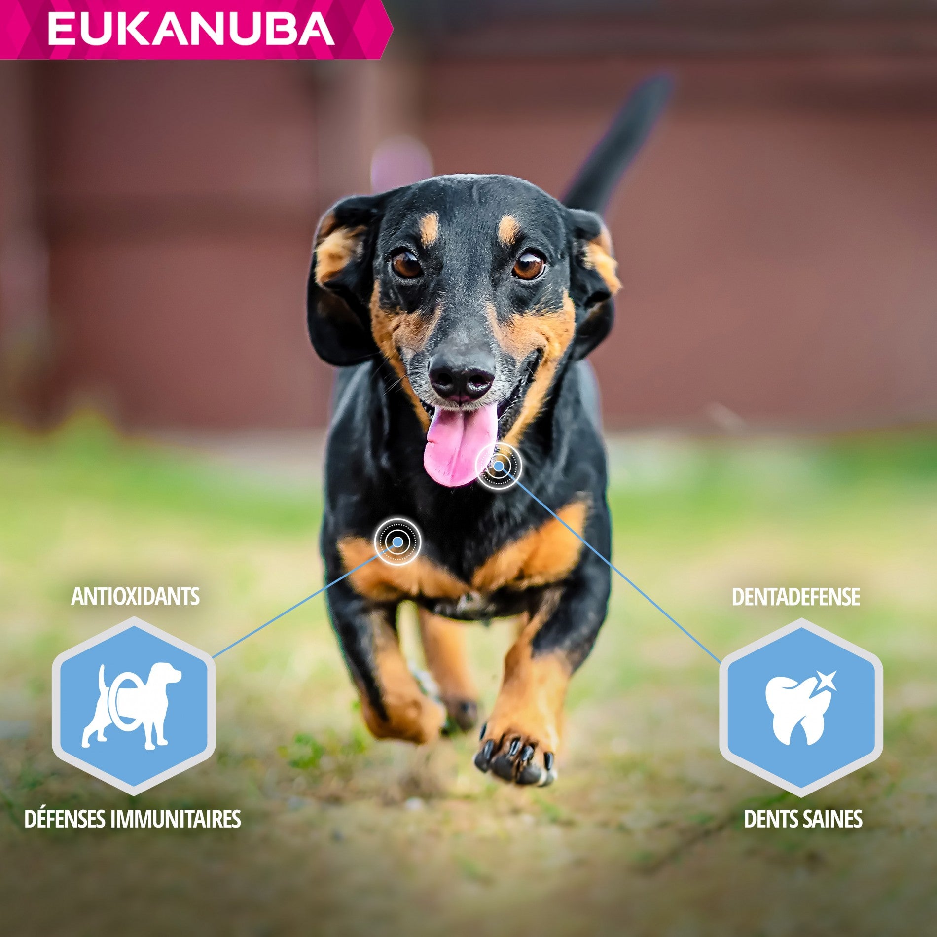 Eukanuba Daily Care Weight Control Small & Medium Breed