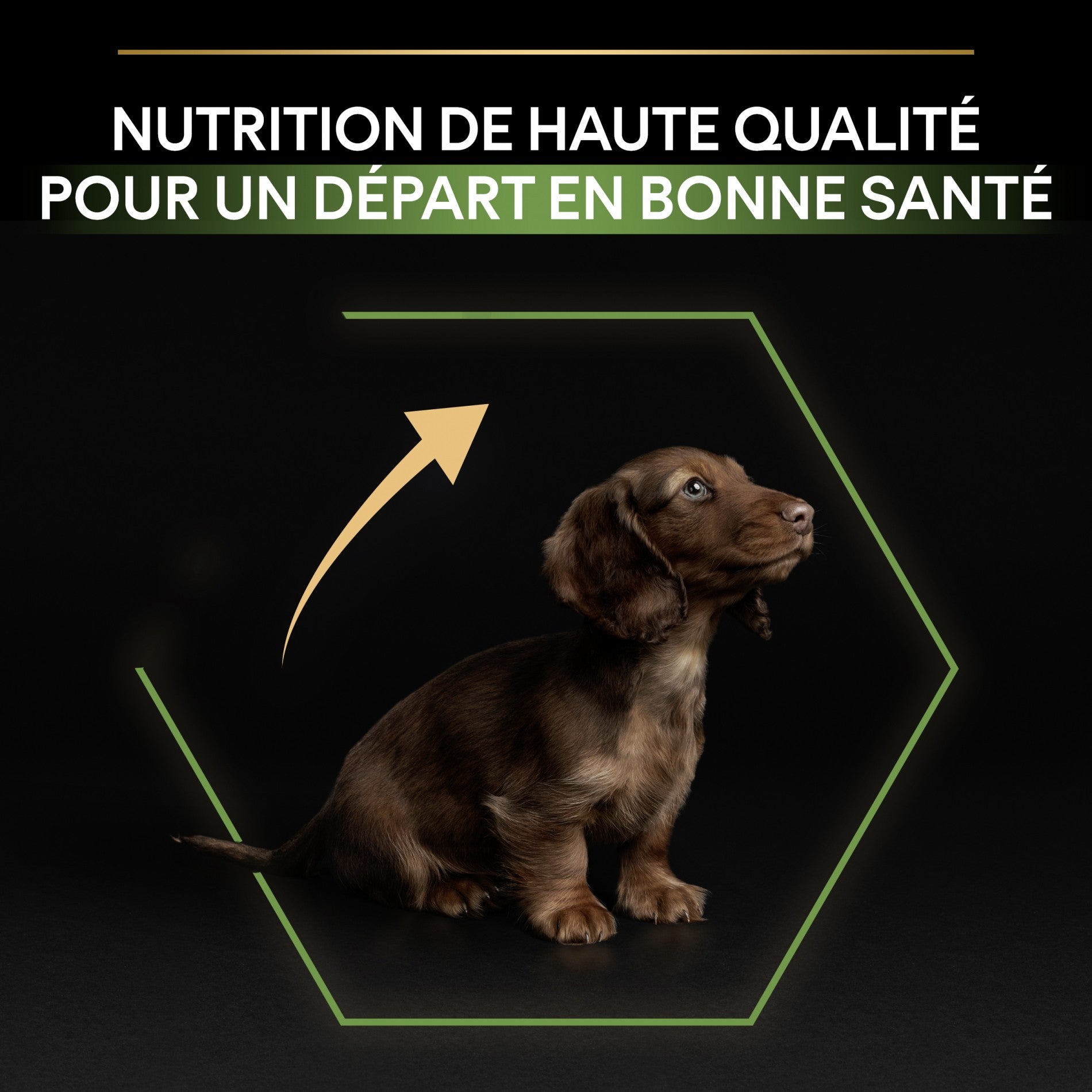 PRO PLAN Healthy Start Small &amp; Mini Puppy au Poulet - Croquettes pour chien