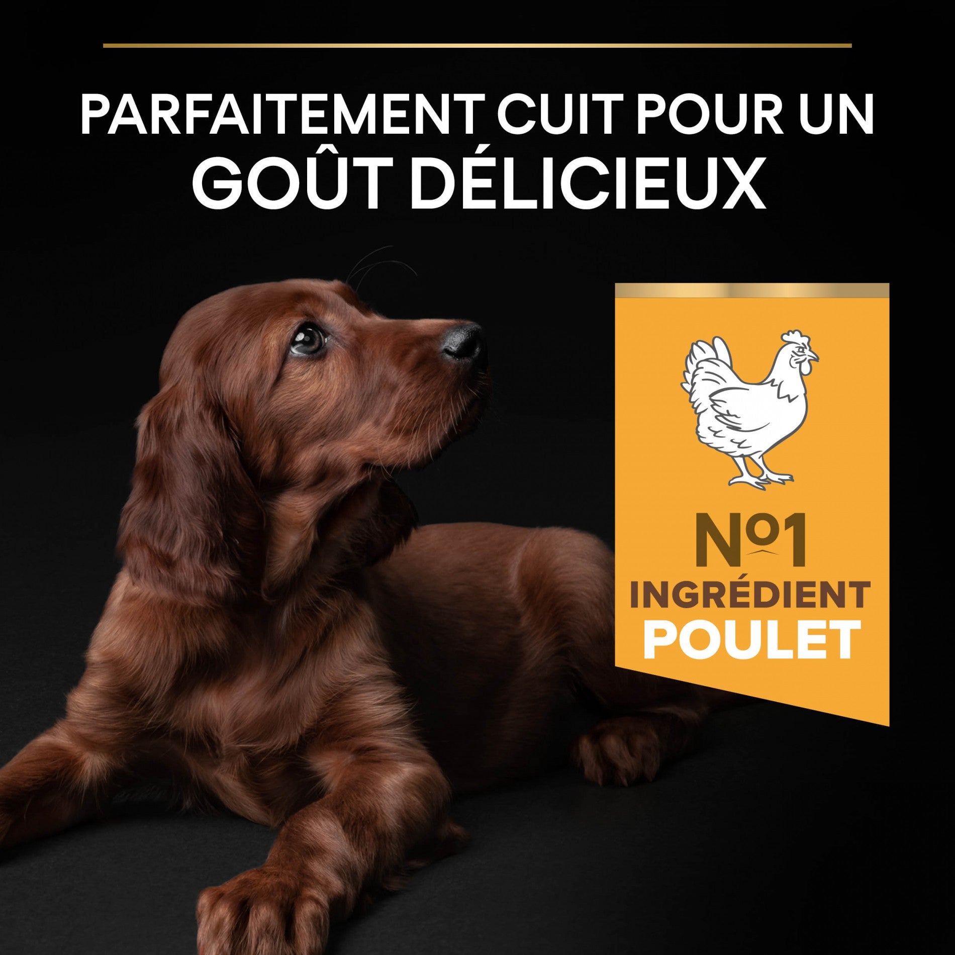 PRO PLAN Healthy Start Large Athletic Puppy au Poulet - Croquettes pour chien