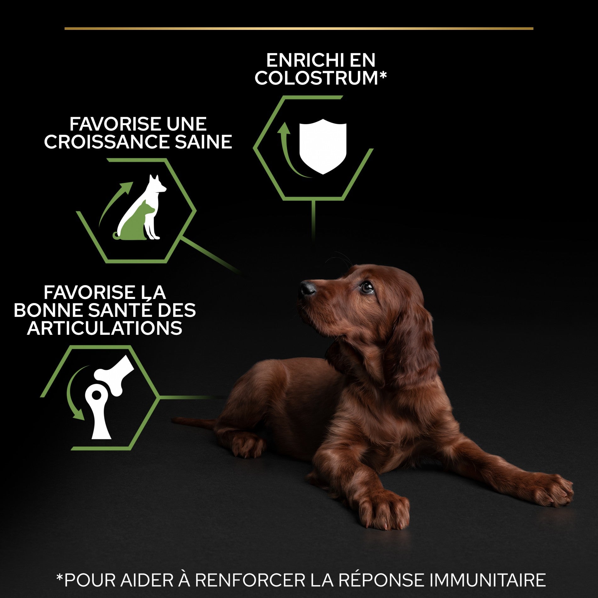PRO PLAN Healthy Start Large Athletic Puppy au Poulet - Croquettes pour chien