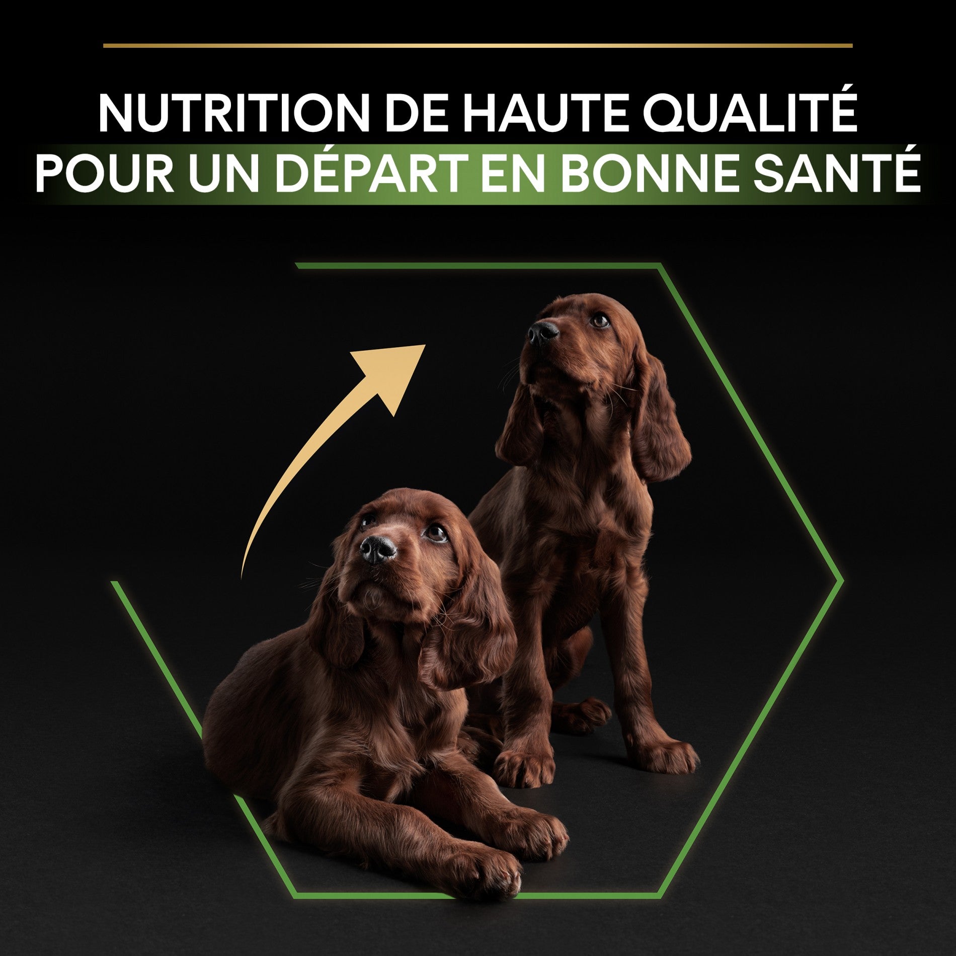 PRO PLAN Healthy Start Large Athletic Puppy au Poulet - Croquettes pour chien