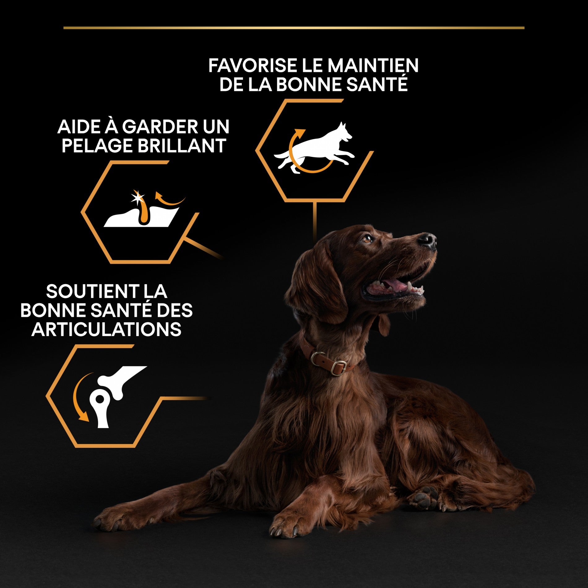 PRO PLAN Everyday Nutrition Large Athletic Adult au Poulet - Croquettes pour chien