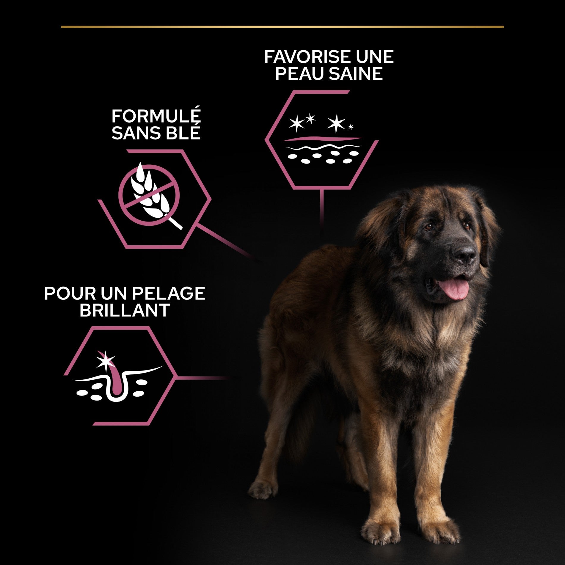 PRO PLAN Sensitive Skin Large Robust Adult au Saumon - Croquettes pour chien