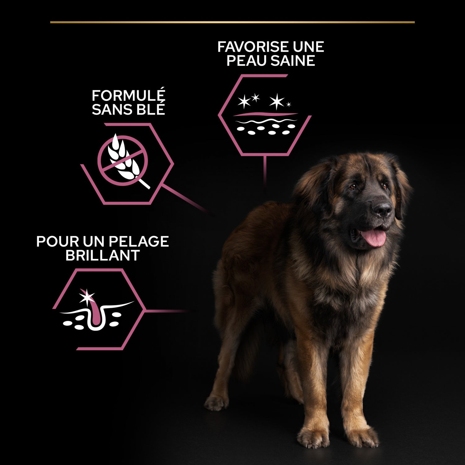 PRO PLAN Sensitive Skin Large Robust Adult au Saumon - Croquettes pour chien