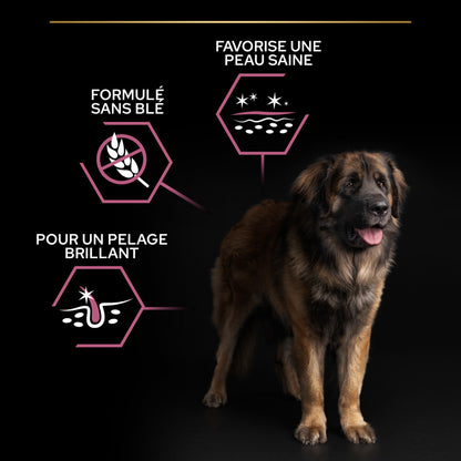 PRO PLAN Sensitive Skin Large Robust Adult au Saumon - Croquettes pour chien