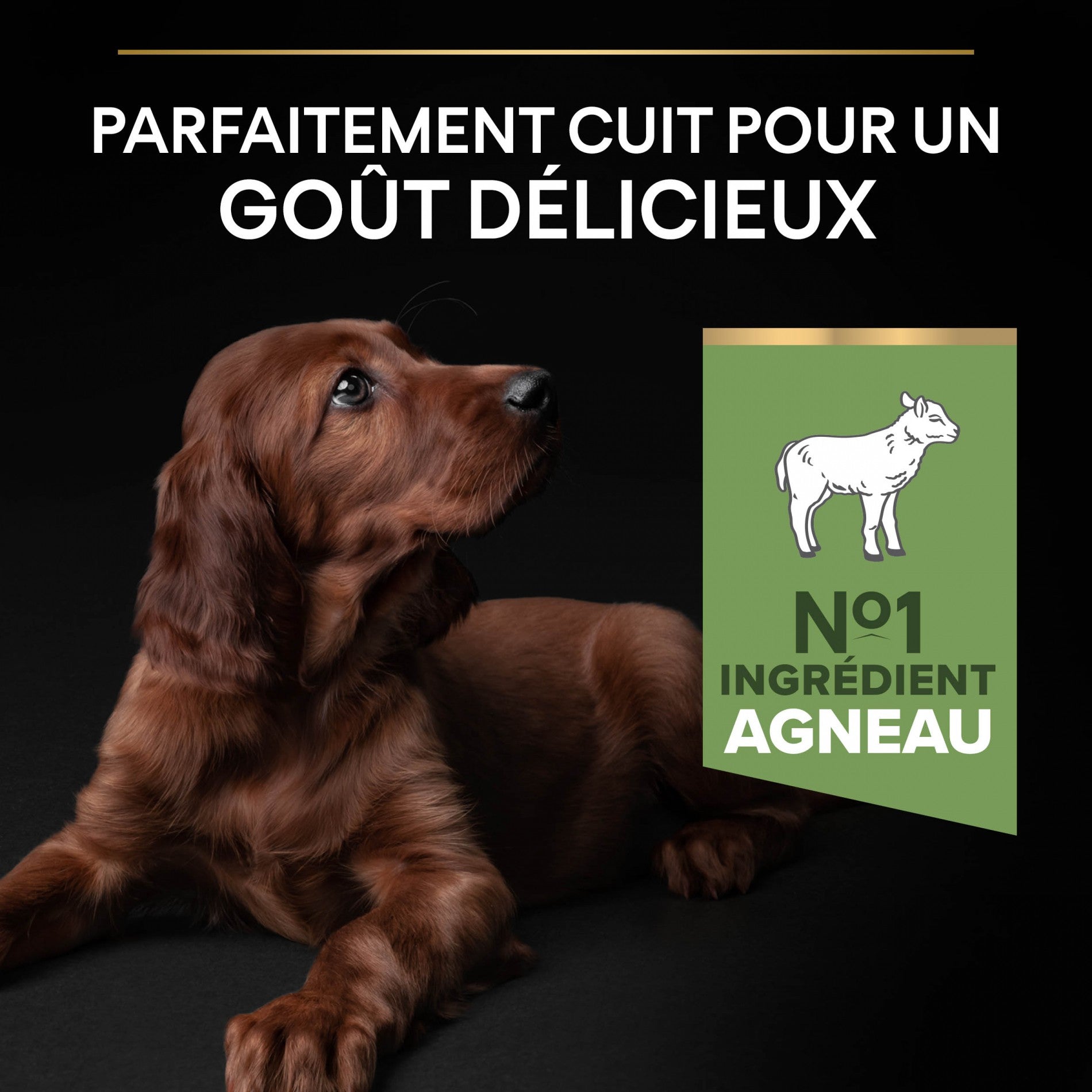 PRO PLAN Sensitive Digestion Large Athletic Puppy à la Agneau- Croquettes pour chien