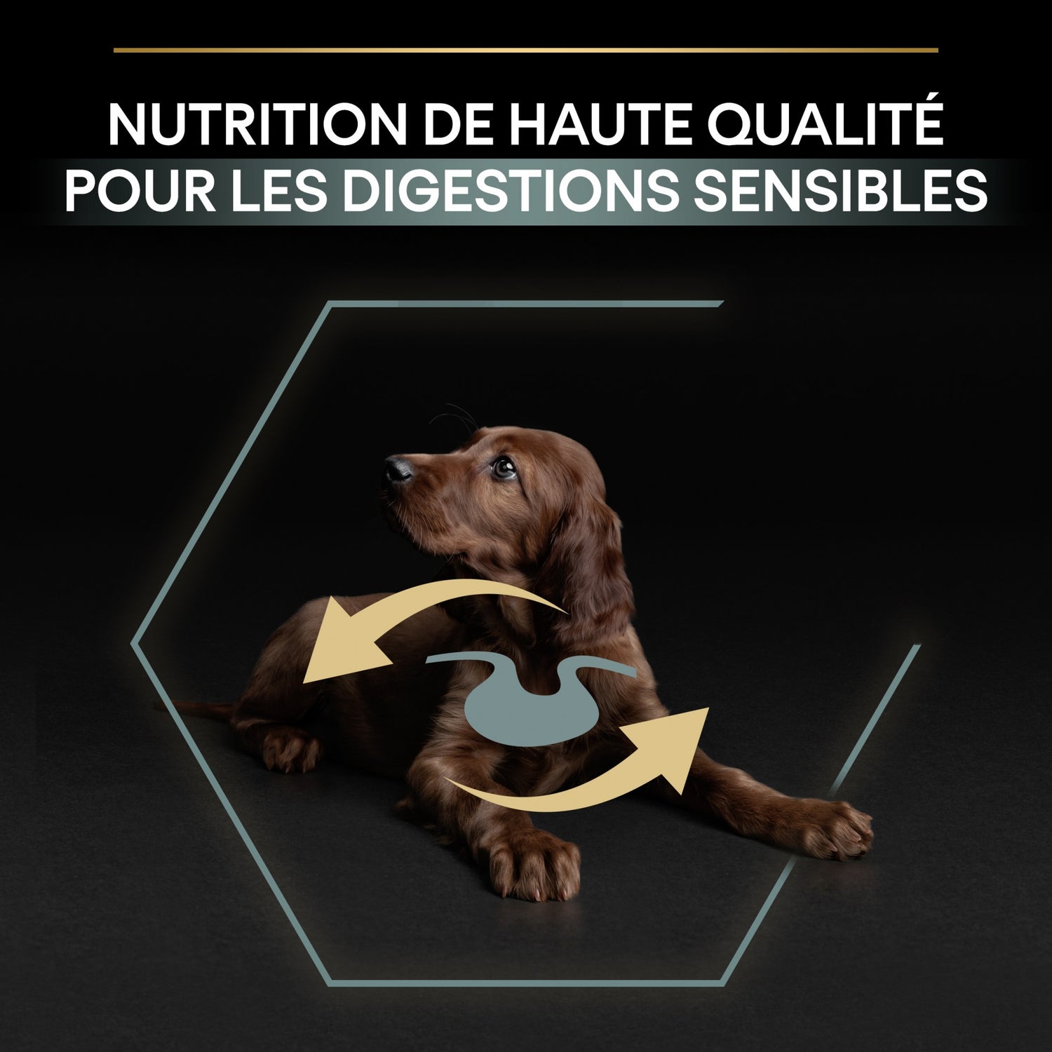 PRO PLAN Sensitive Digestion Large Athletic Puppy à la Agneau- Croquettes pour chien