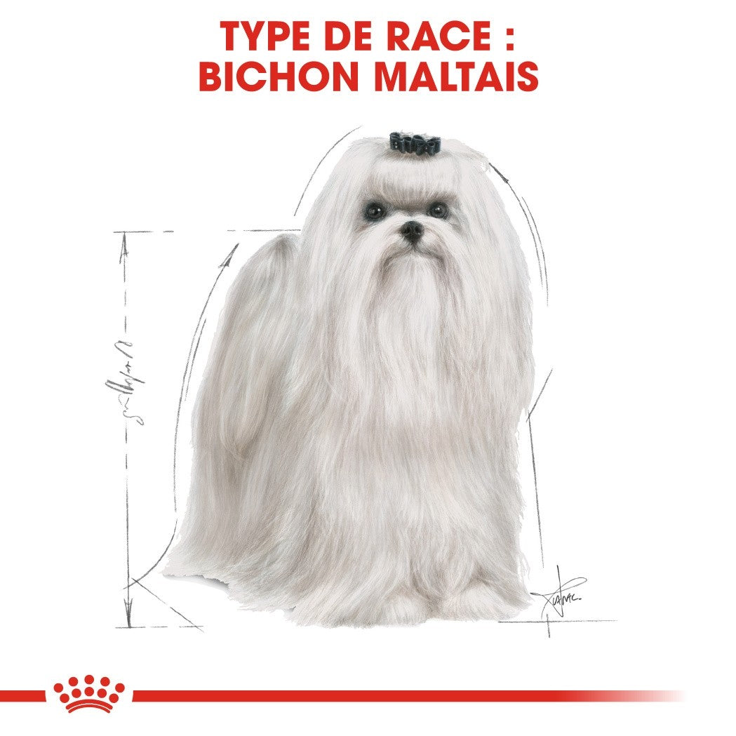 Royal Canin Bichon Maltais Adult