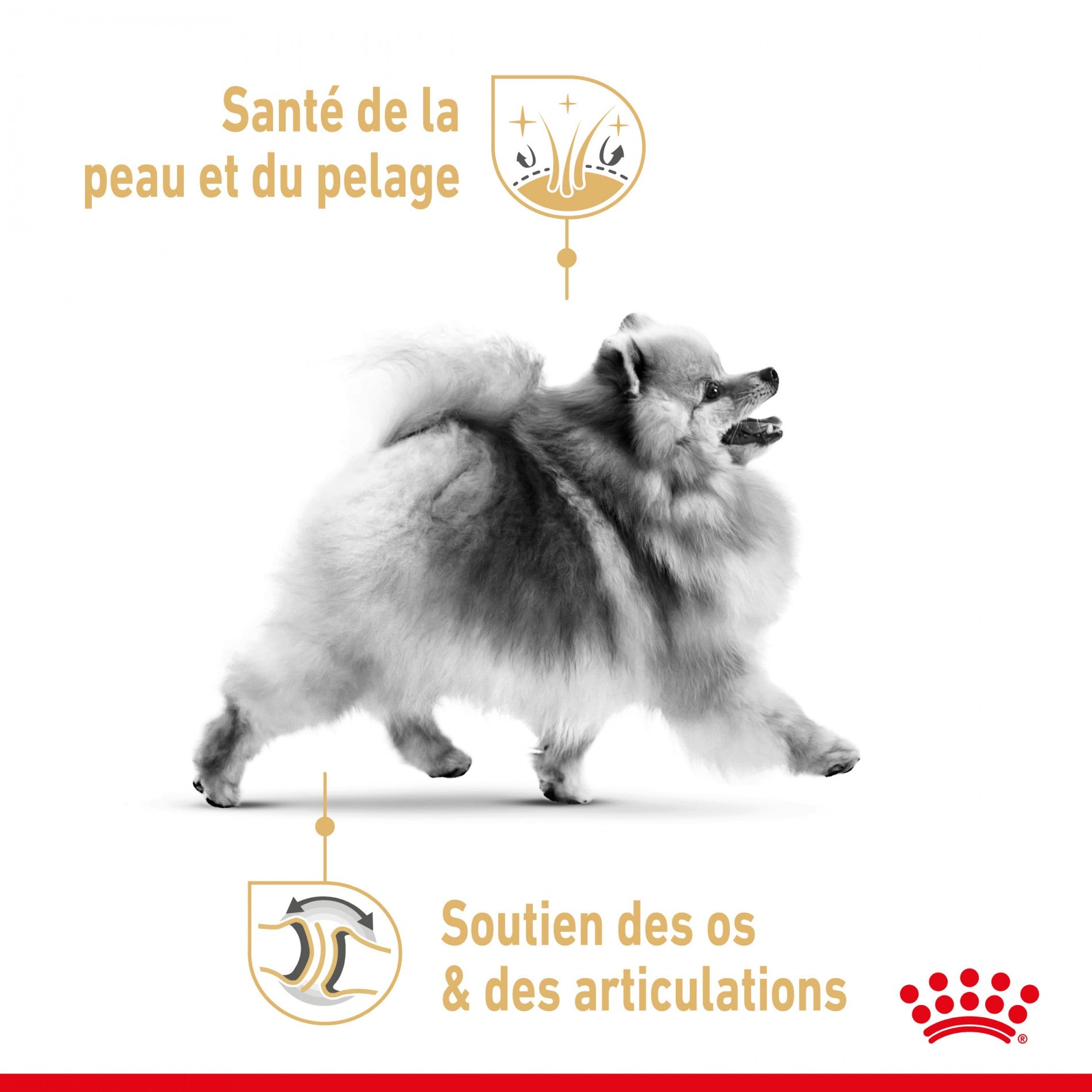 Royal Canin Pomeranian (Spitz Nain) Adult - Croquettes pour chien