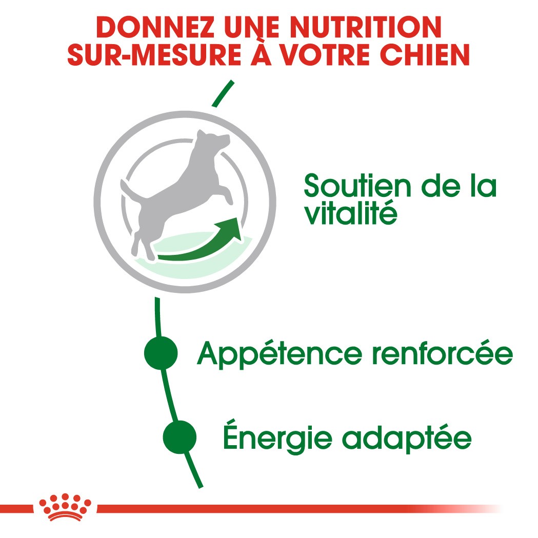 Royal Canin Mini Adult 8+ - Croquettes pour chien