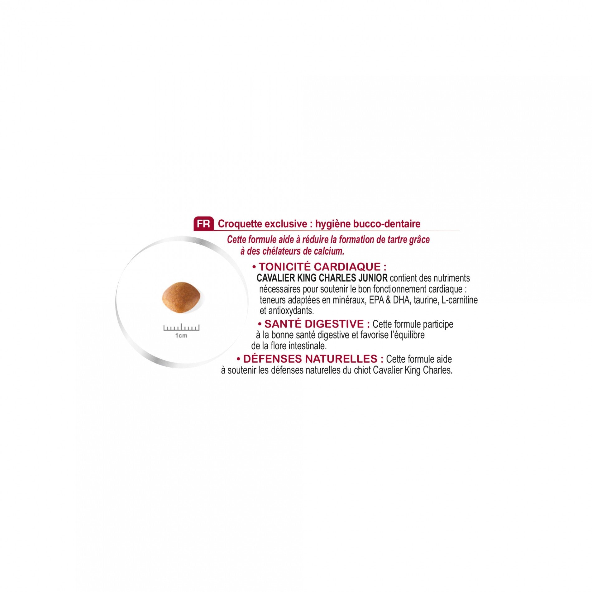 Royal Canin Cavalier King Charles Puppy - Croquettes pour chiot