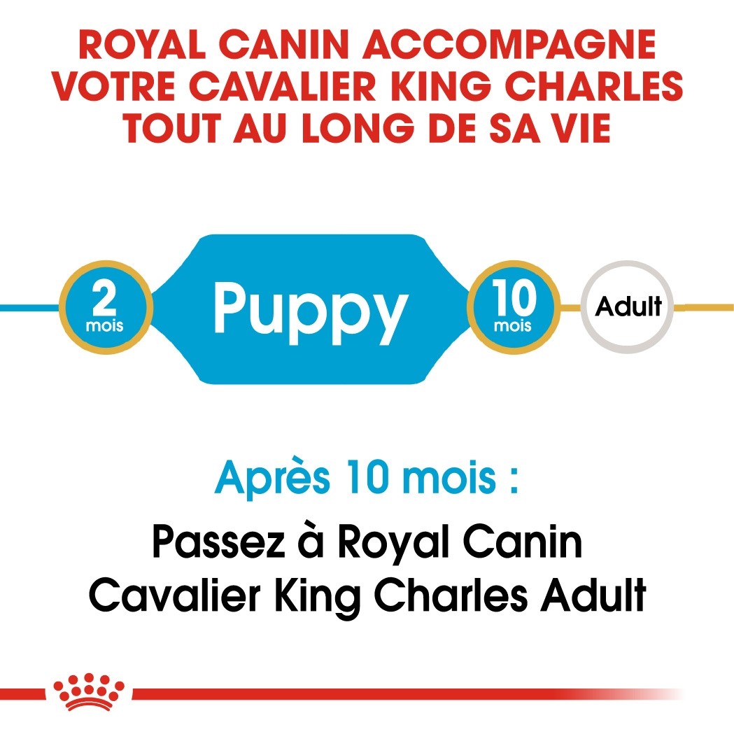 Royal Canin Cavalier King Charles Puppy - Croquettes pour chiot