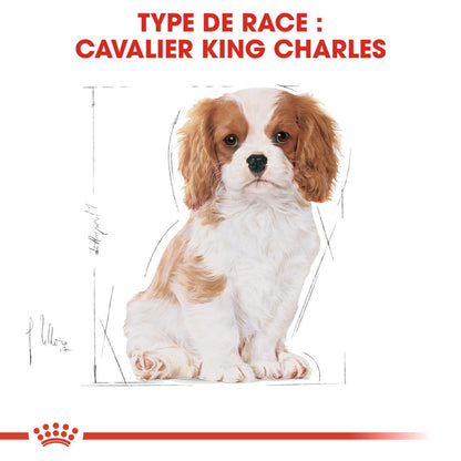 Royal Canin Cavalier King Charles Puppy - Croquettes pour chiot