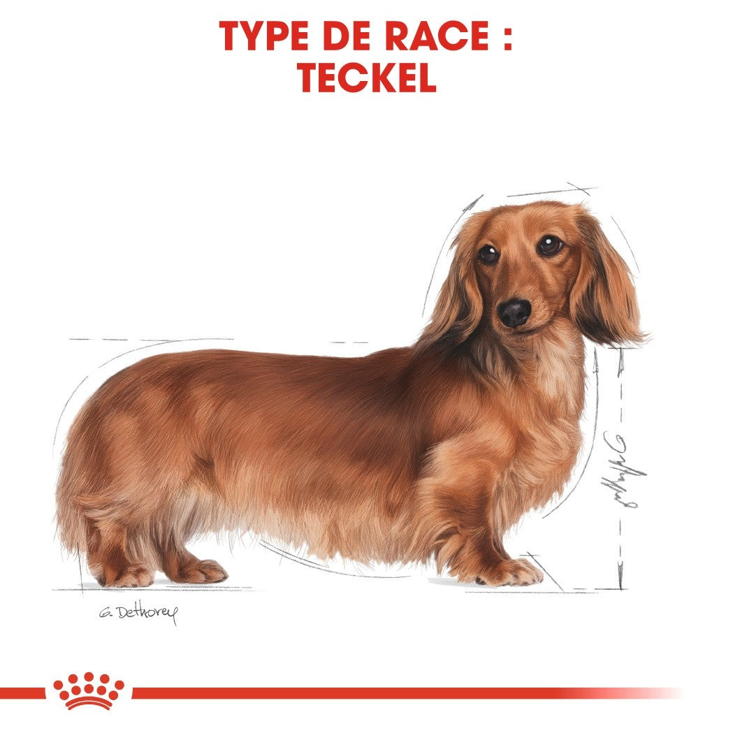 Royal Canin Teckel Adult (Dachshund) - Croquettes pour chien