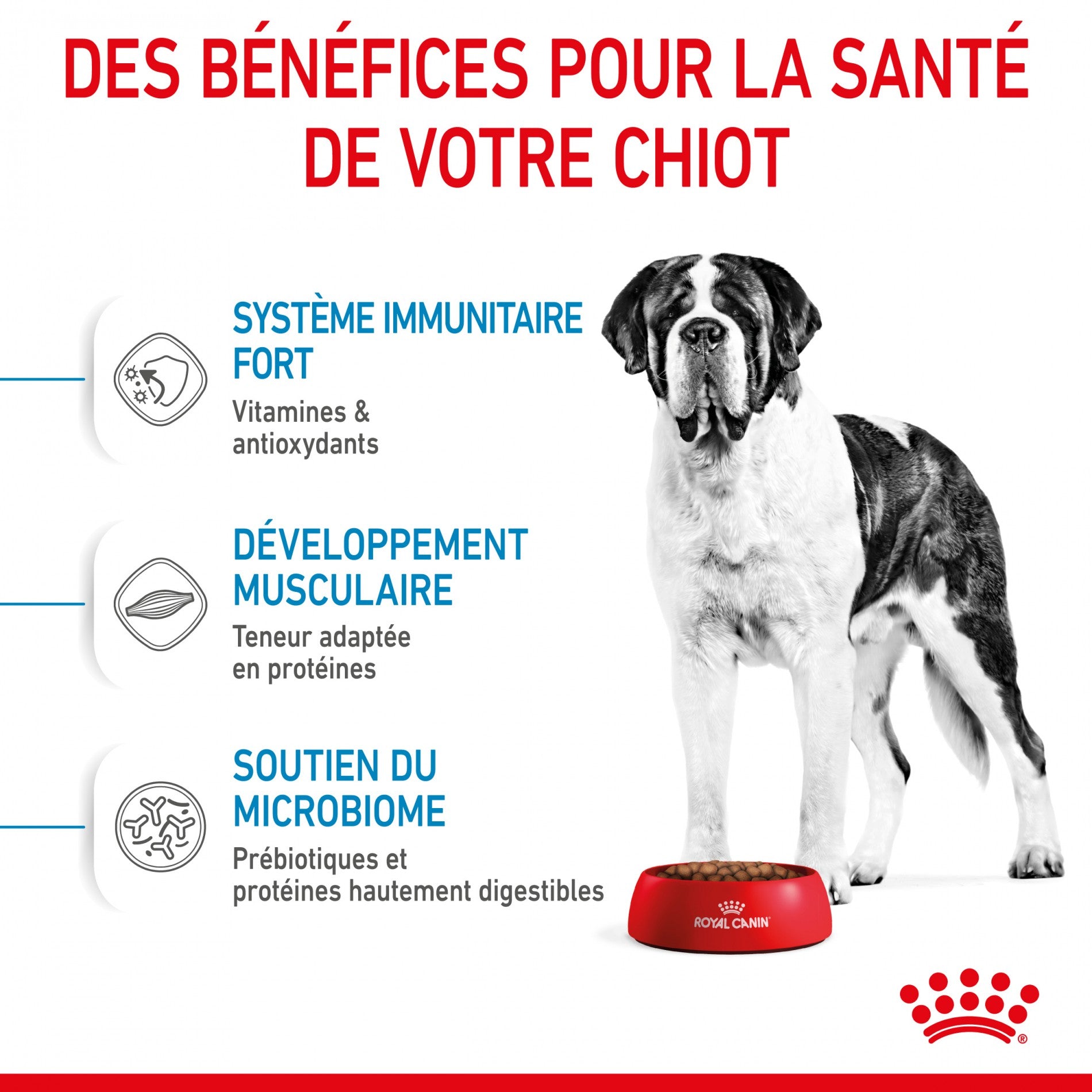 Royal Canin Giant Junior - Croquettes pour chiot
