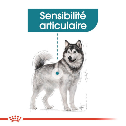 Royal Canin Maxi Joint Care - Croquettes pour chien