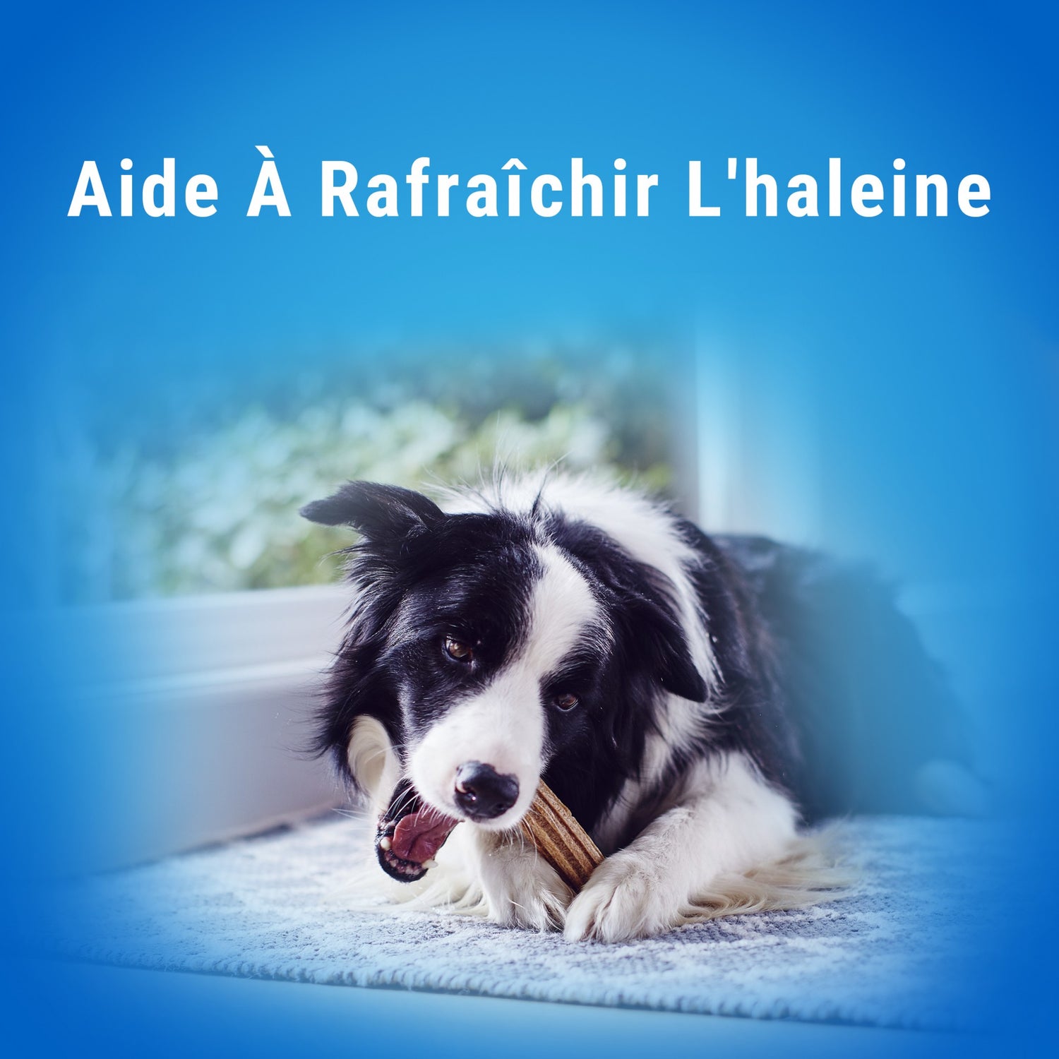 Dentalife bâtonnets à mâcher