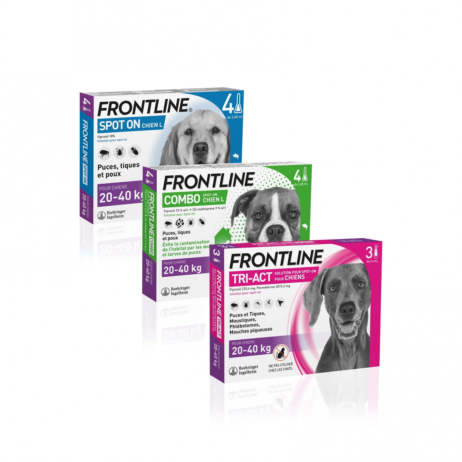 Frontline Combo Chien