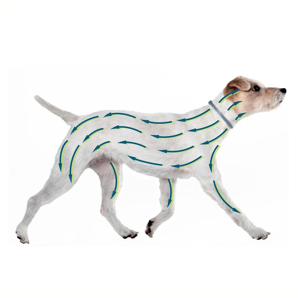 Collier antiparasitaire Seresto chien