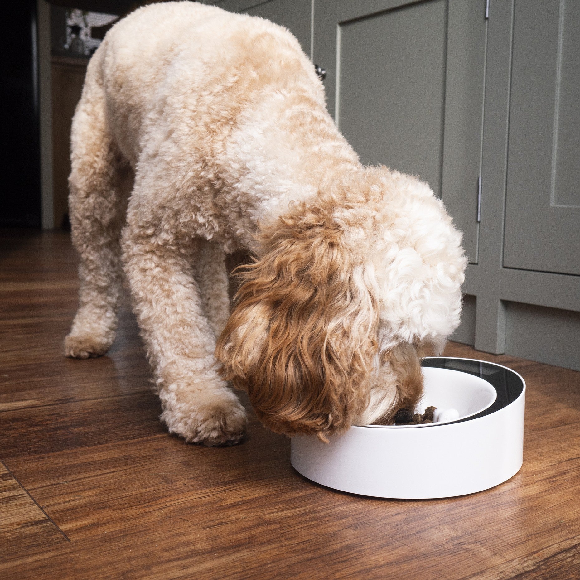 Gamelle balance anti-glouton Easy Weigh