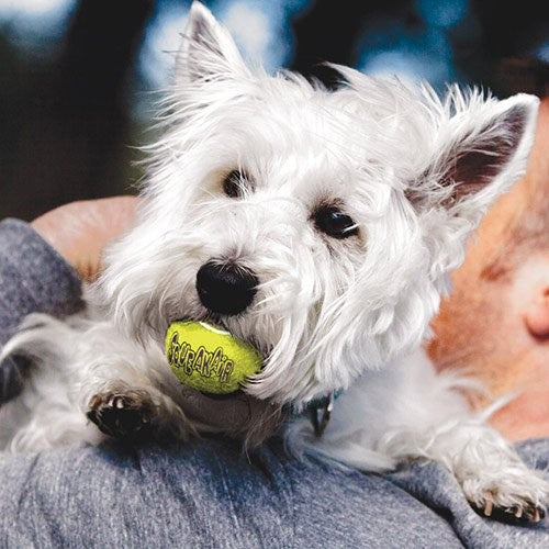 Trio de Balles de Tennis SqueakAir KONG