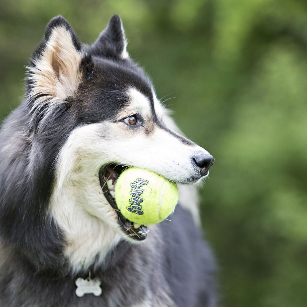 Balle Air Squeaker