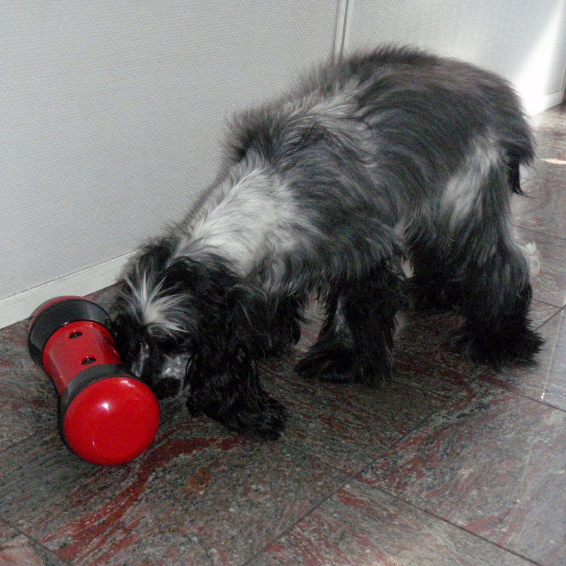 jouet distributeur anti-anxiété Pipolino pour chien