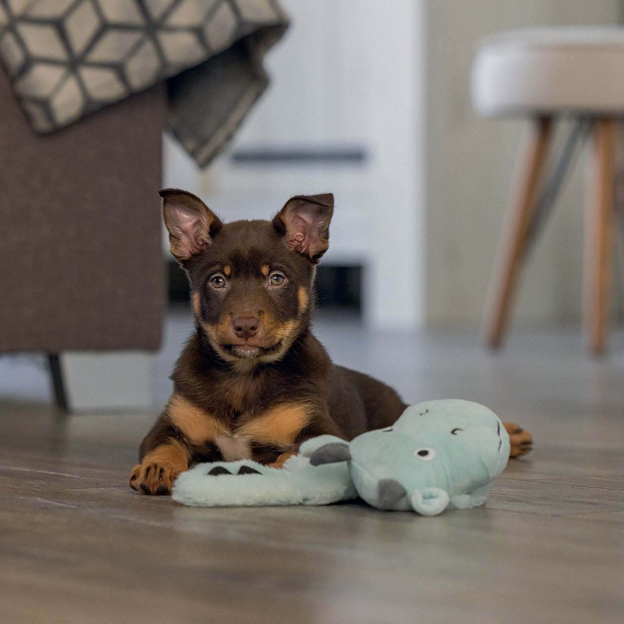 Peluche Dragon Puppy