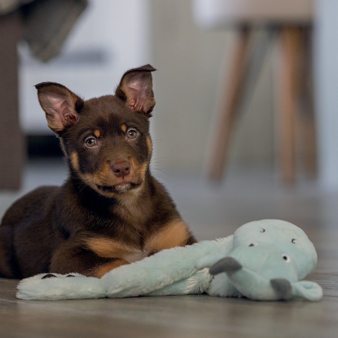 Peluche Dragon Puppy