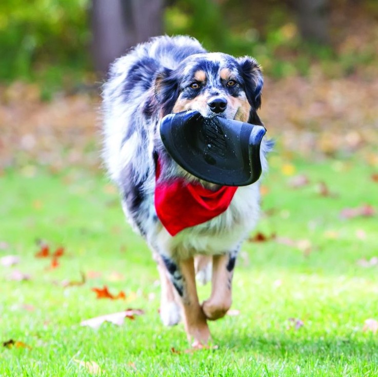 Frisbee Flyer Extreme