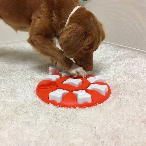 Dog Smart Orange