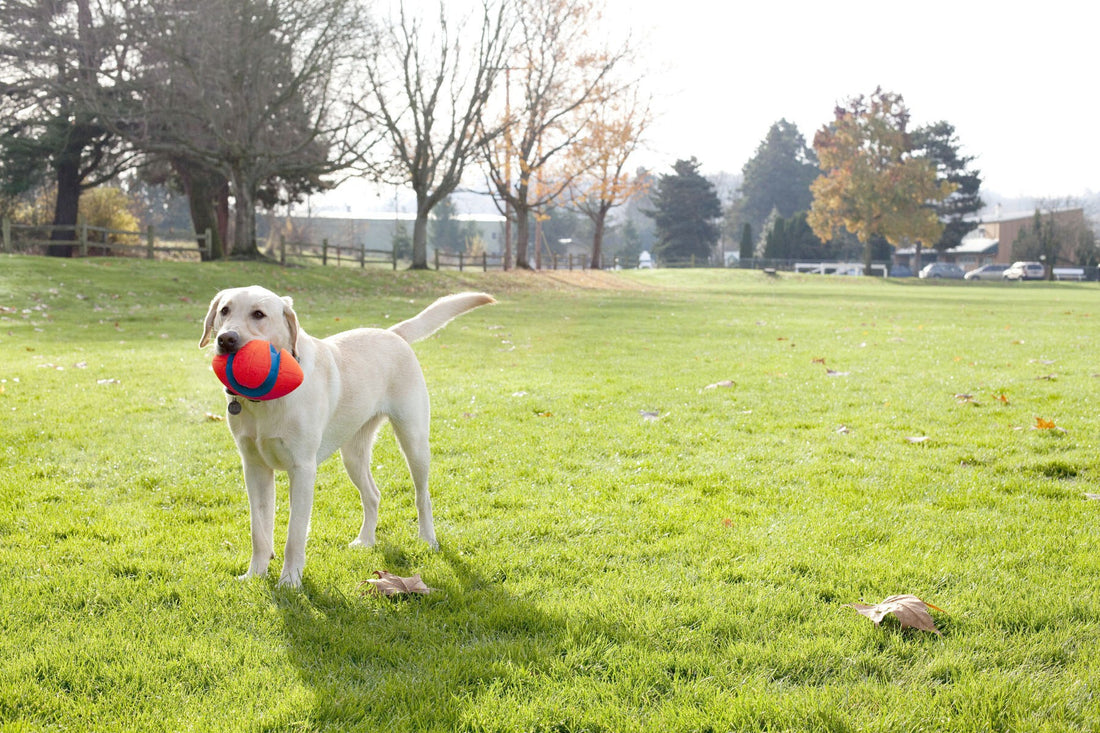 Ballon Fumble Fetch