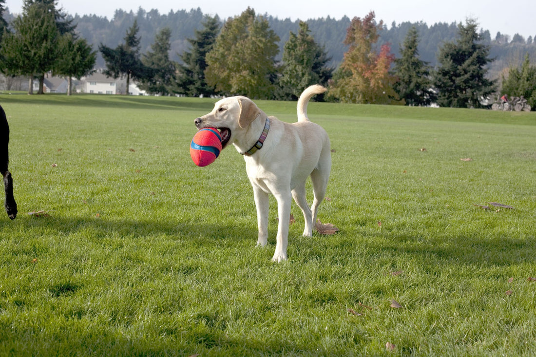 Ballon Fumble Fetch