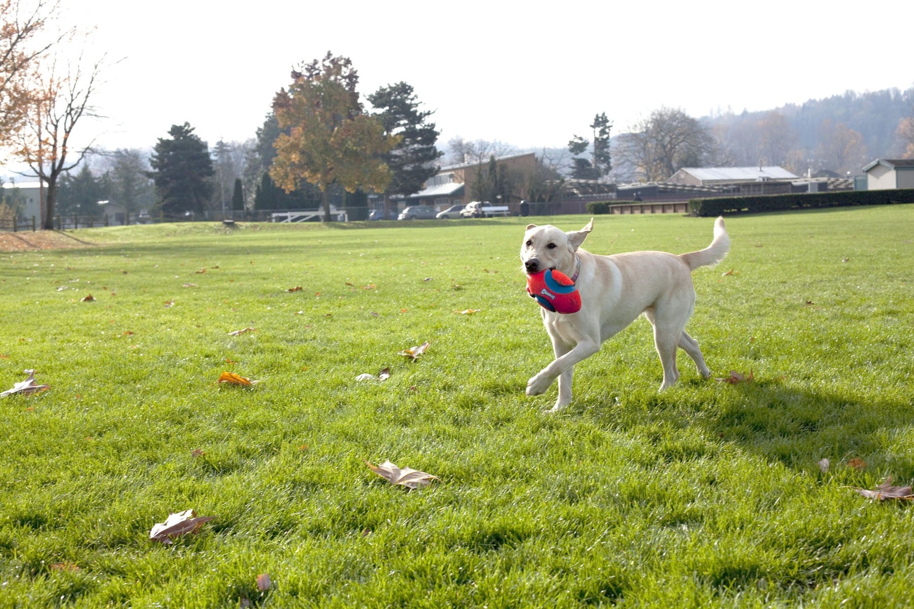 Ballon Fumble Fetch
