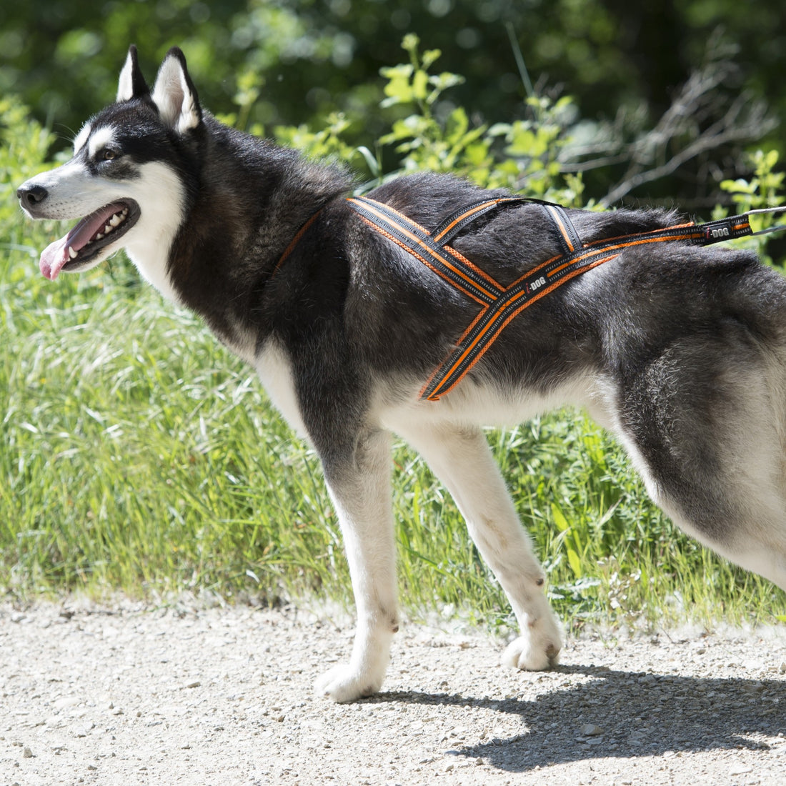 Ceinture Canicross One