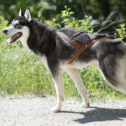 Ceinture Canicross One
