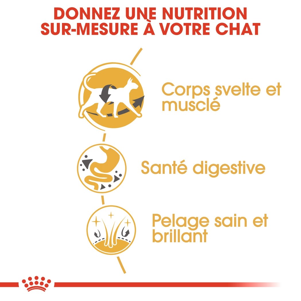Royal Canin Siamois Adult
