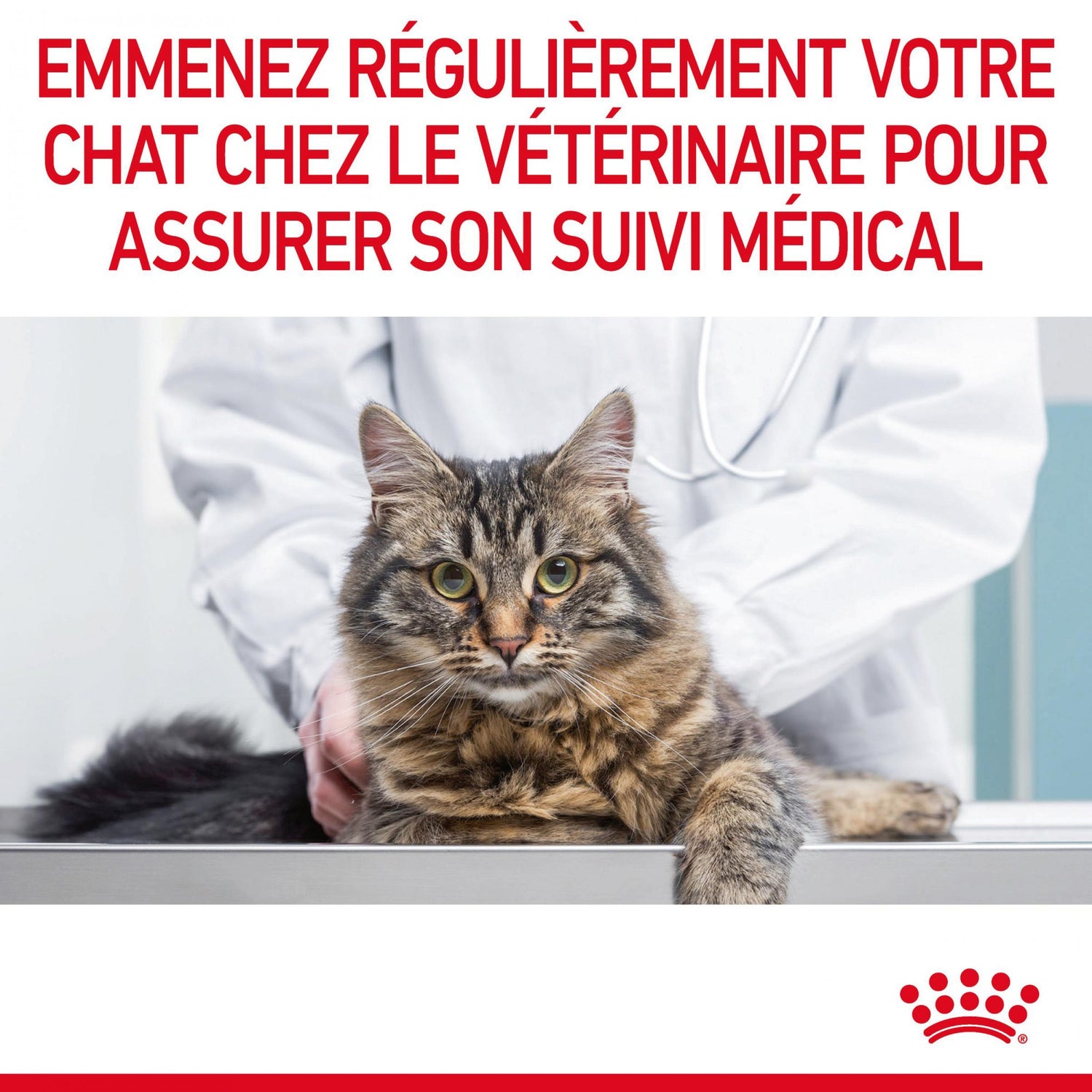 ROYAL CANIN Appetite Control Care - Croquettes pour chat