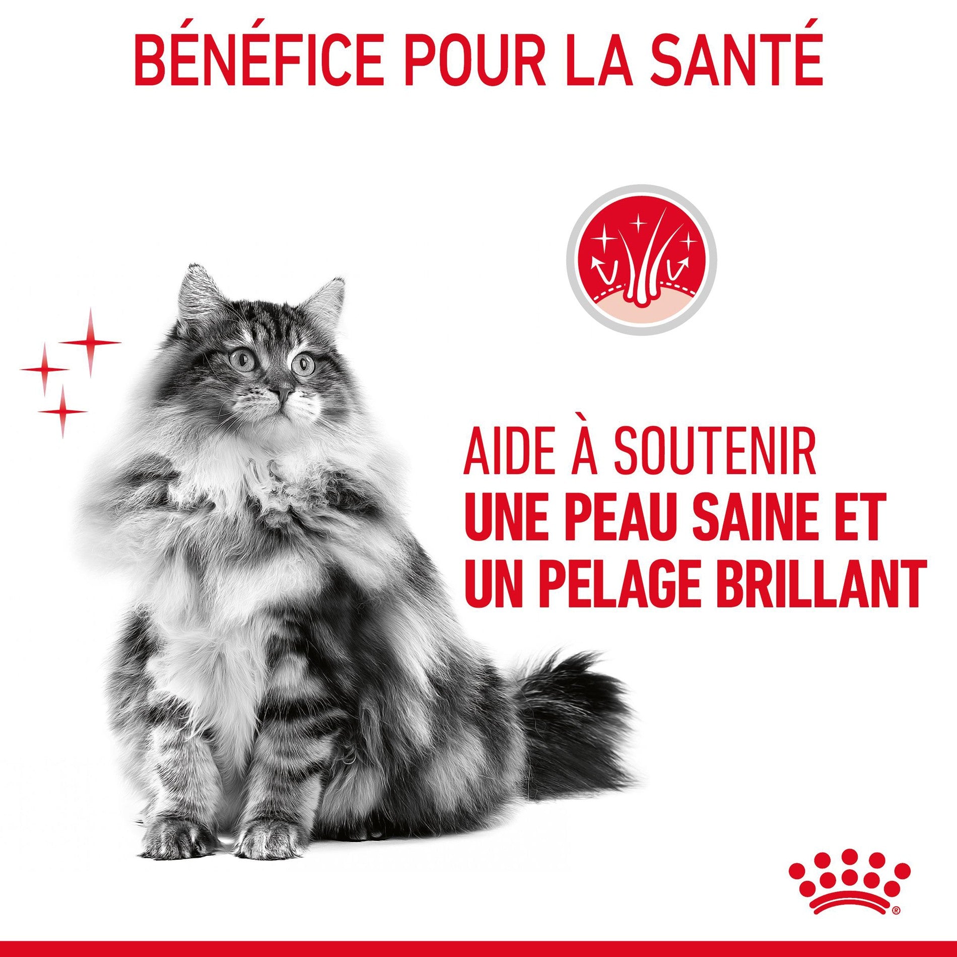 ROYAL CANIN Hair &amp; Skin Care en Mousse – Pâtée pour chat