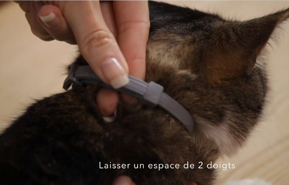 Collier antiparasitaire Seresto chat