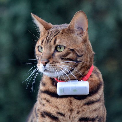Traceur GPS Cats 2