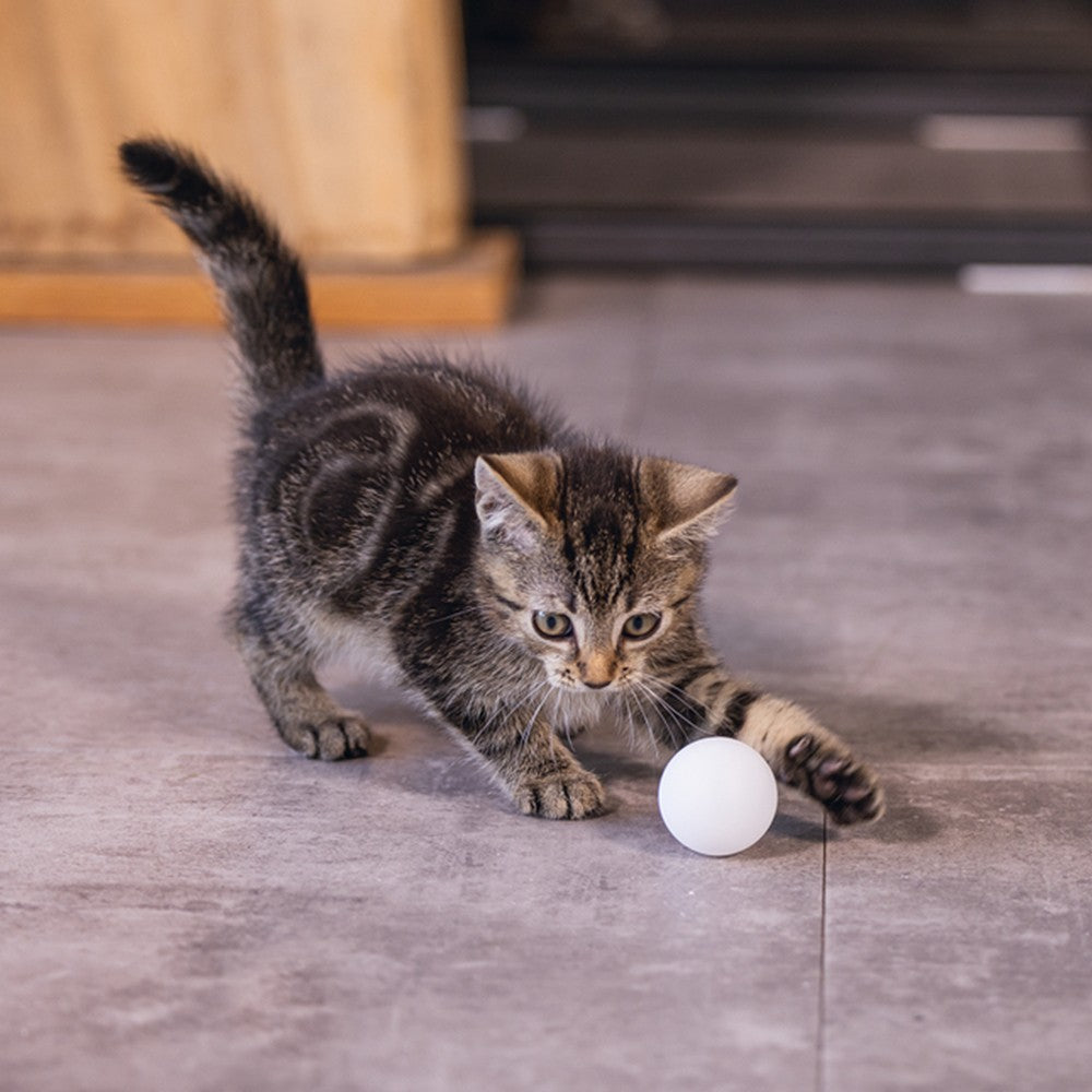 Lot de 4 balles ping pong