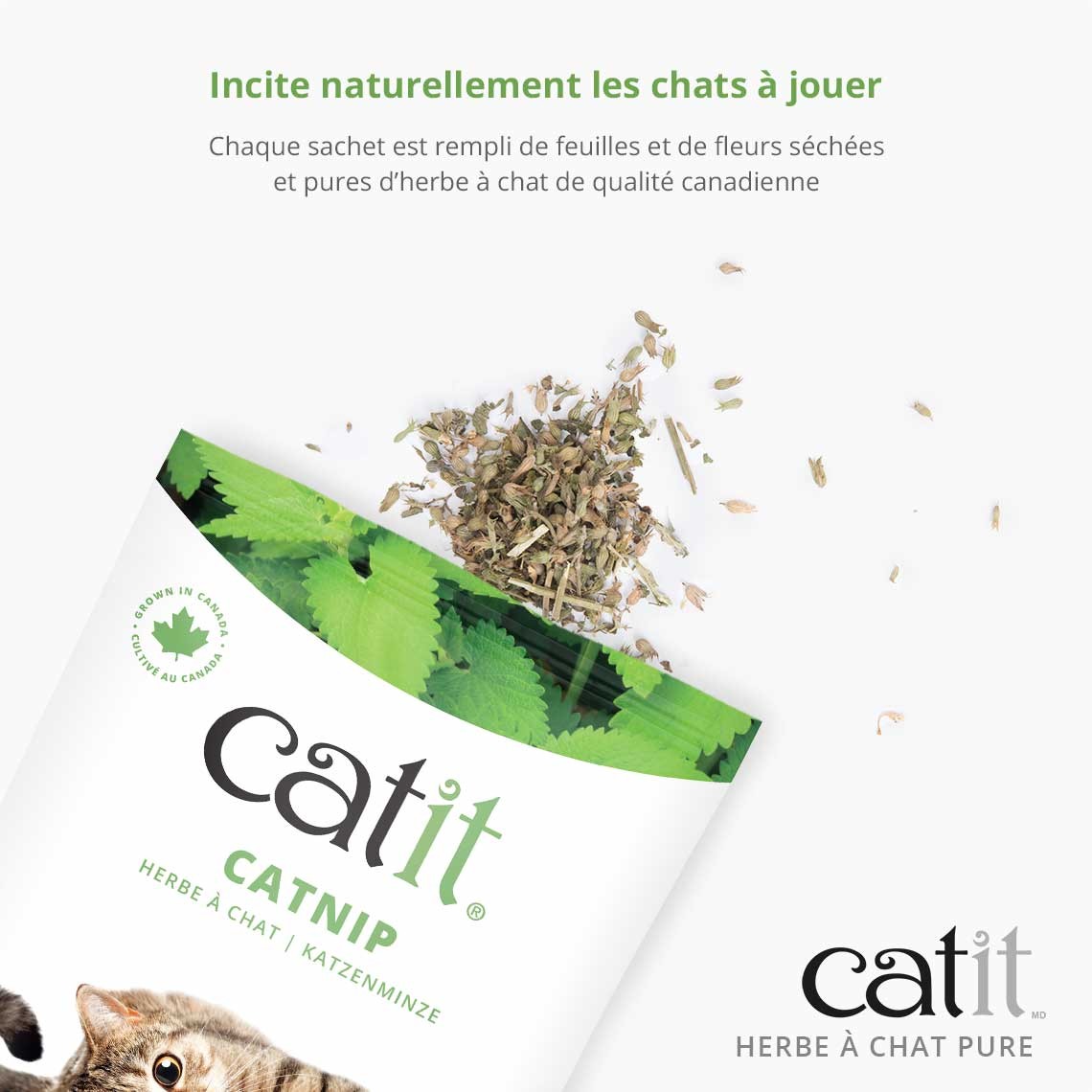 Herbe à chat pure