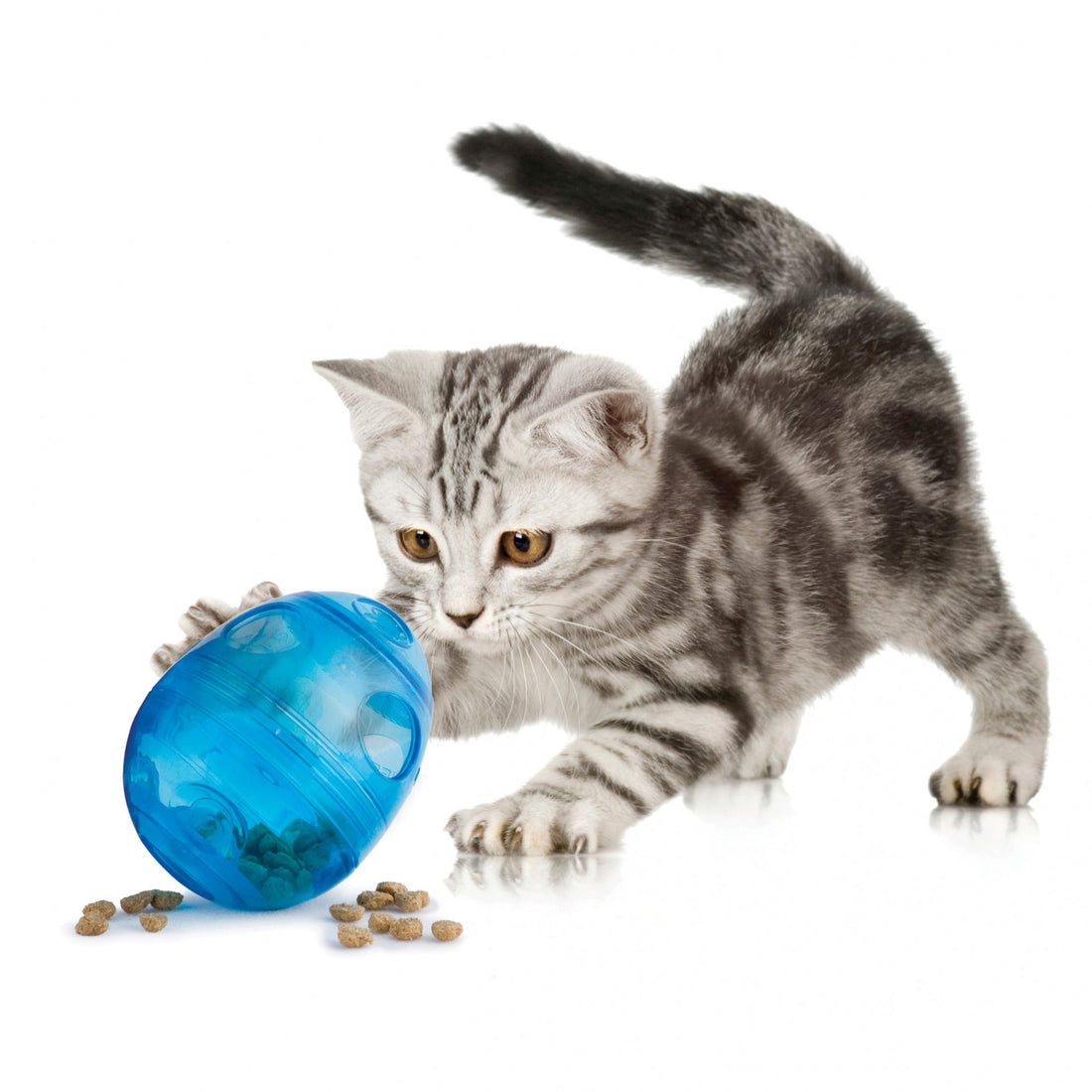 Distributeur Egg Cersizer Funkitty