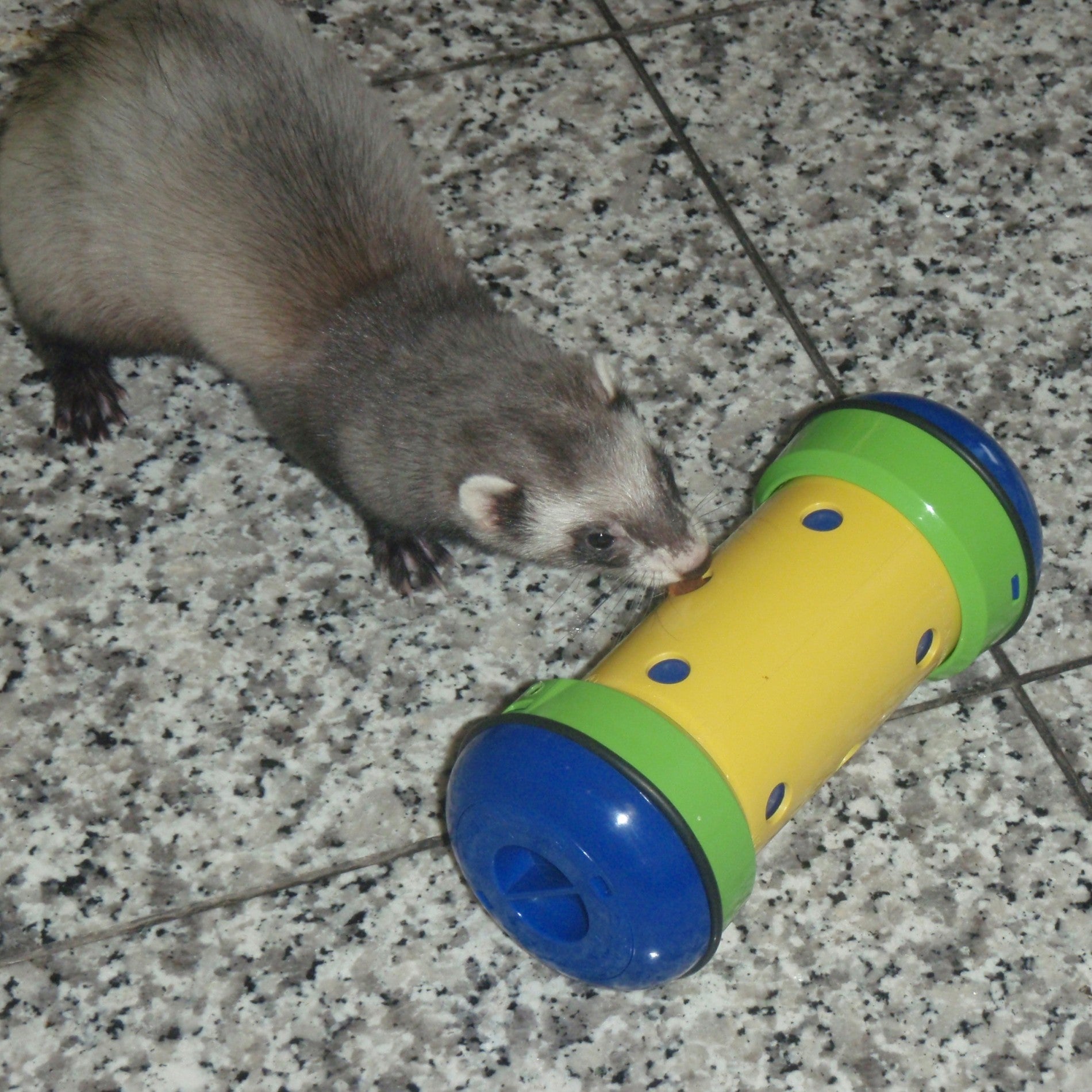Jouet distributeur anti-anxiété Pipolino pour rongeur et furet